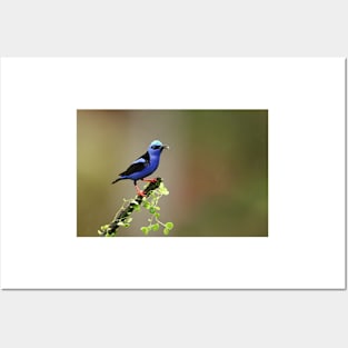 Red-legged Honeycreeper - Costa Rica Posters and Art